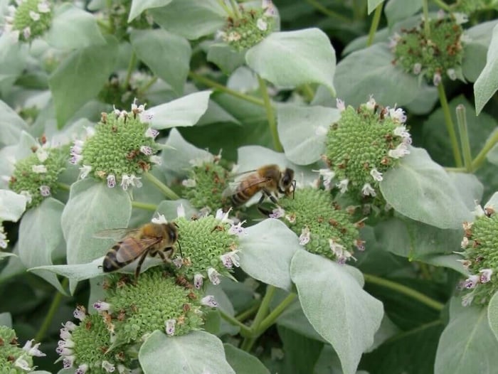 Bee-Friendly Flower Styles - Longfield Gardens