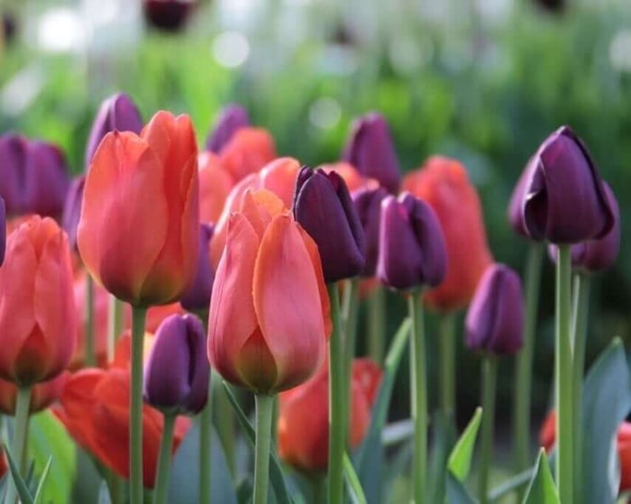 How to Plan a Spring Bulb Garden - Longfield Gardens