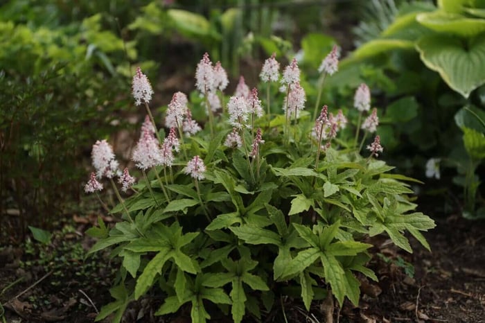 Perennials for Spring Gardens - Longfield Gardens