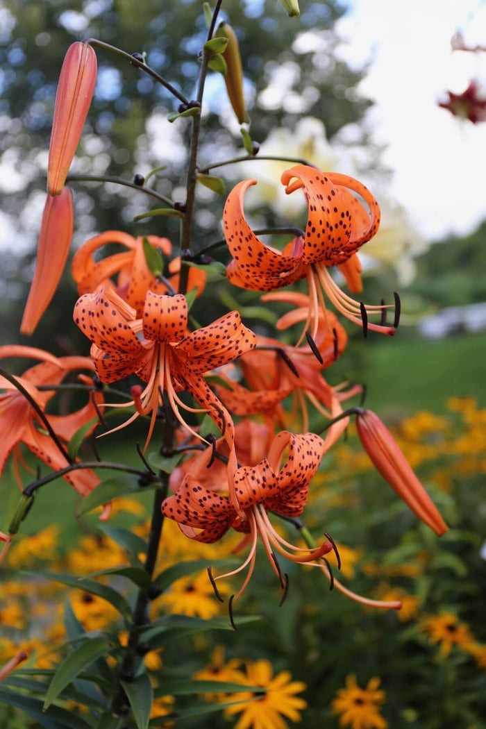 How to Design an Orange Flower Garden - Longfield Gardens