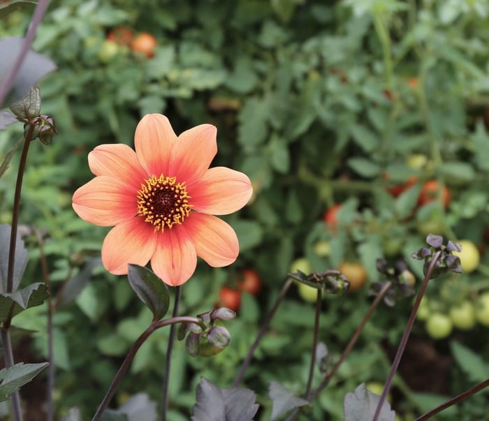 Five Star Plants for Your Garden Dahlia HS Date - Longfield Gardens
