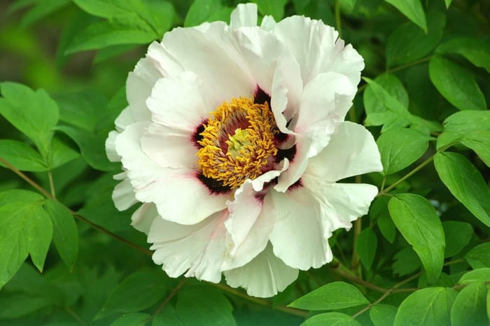 How to Grow Peonies in the South - Longfield Gardens