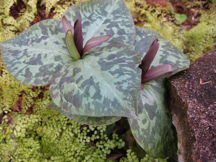 Welcome Spring With Trilliums - Longfield Gardens