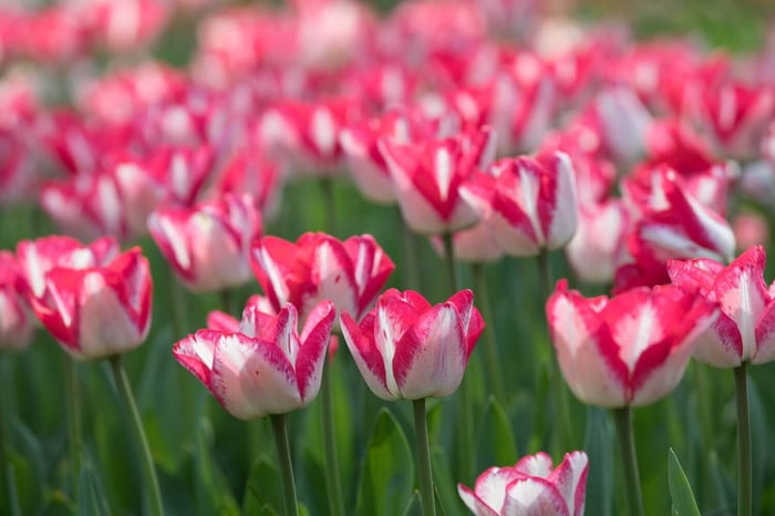 Spring is in Bloom at Keukenhof in Holland - Longfield Gardens