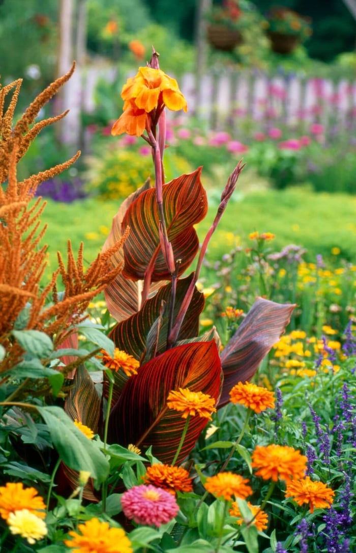 Tropicanna Wow Plants for Summer Gardens - Longfield Gardens
