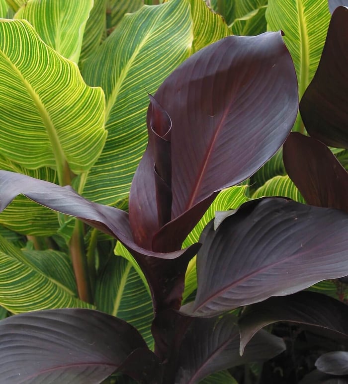 Tropicanna Wow Plants for Summer Gardens - Longfield Gardens