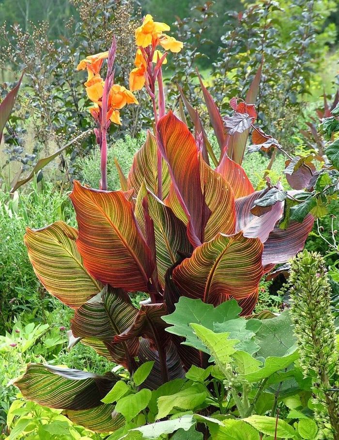 Tropicanna Wow Plants for Summer Gardens - Longfield Gardens
