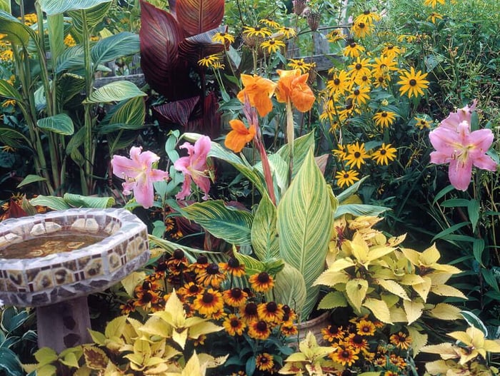 Tropicanna Wow Plants for Summer Gardens - Longfield Gardens