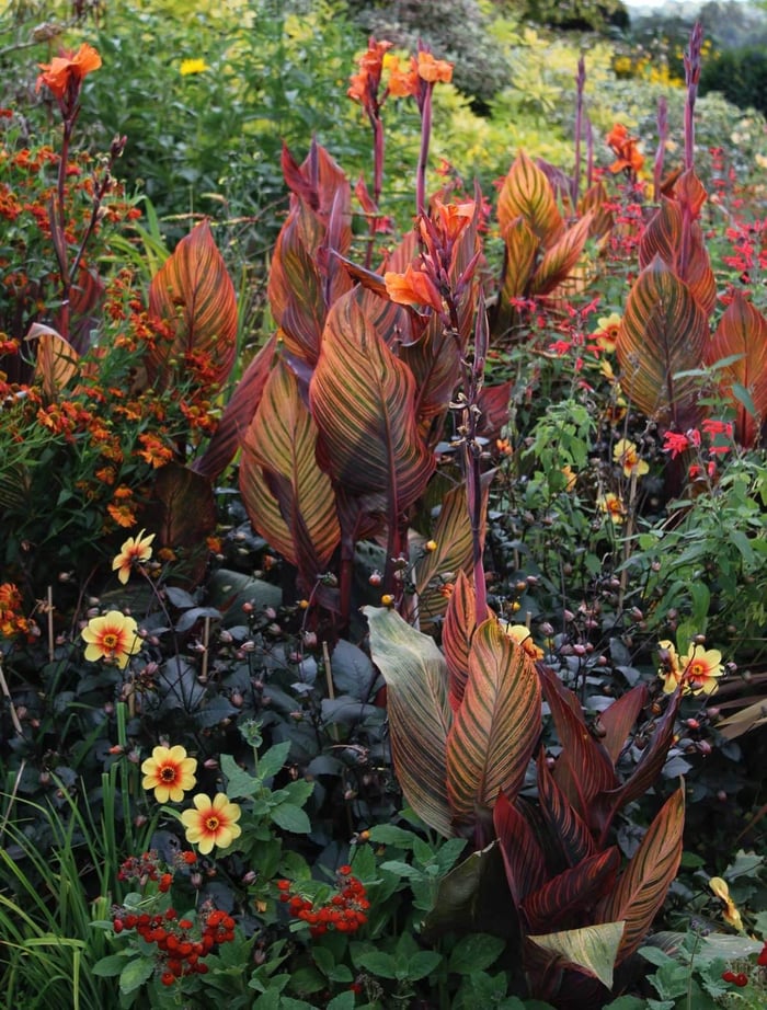 annuals-with-perennials.jpg