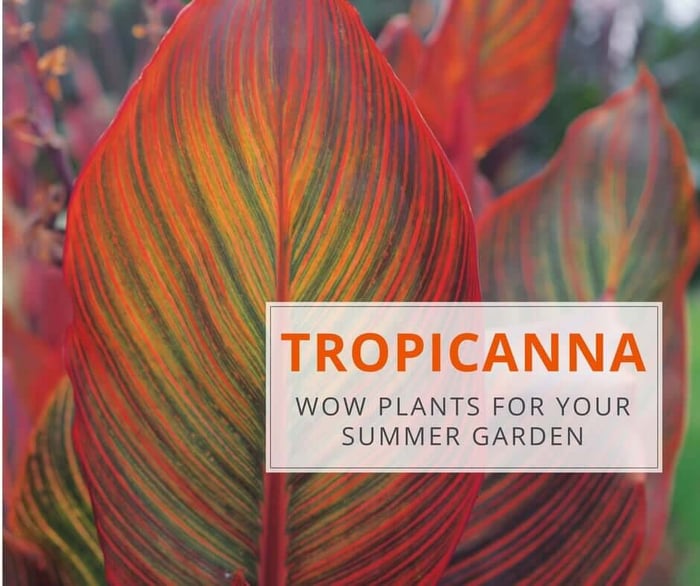 tropicanna_opener.jpg?v=1765892187