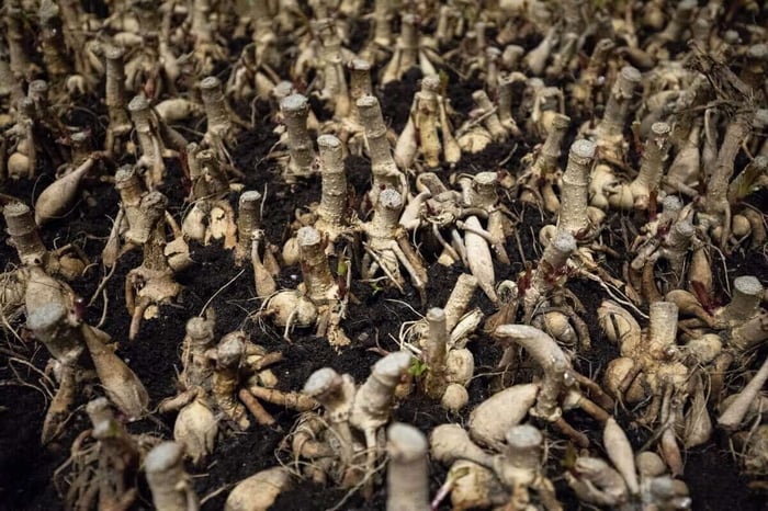 tubers-before-sprouting