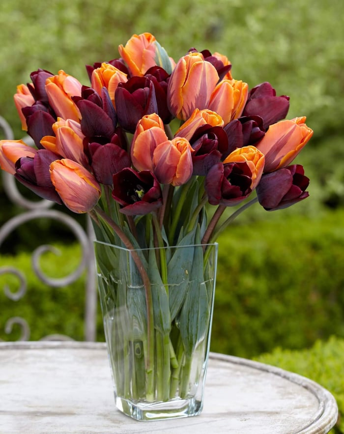 Year of the Tulip Five Ways to Celebrate - Longfield Gardens