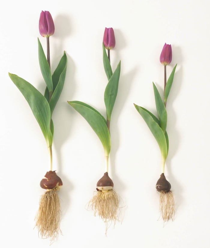 tulip-size