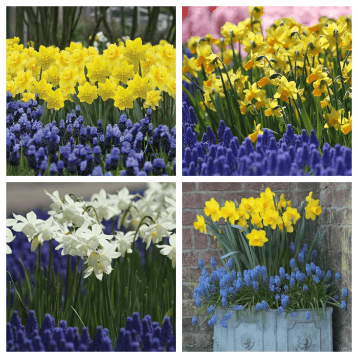 daffodil_muscari