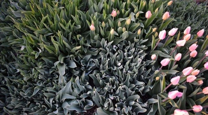 Tips for Using Tulips as Cut Flowers Longfield Gardens
