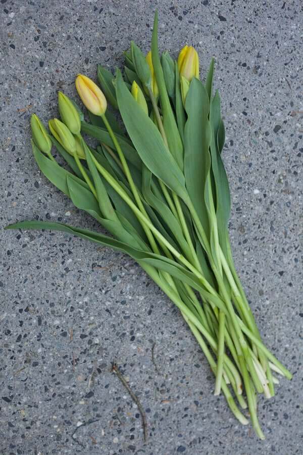 Expert Tips for Cutting and Arranging Spring Flowers - Longfield Gardens