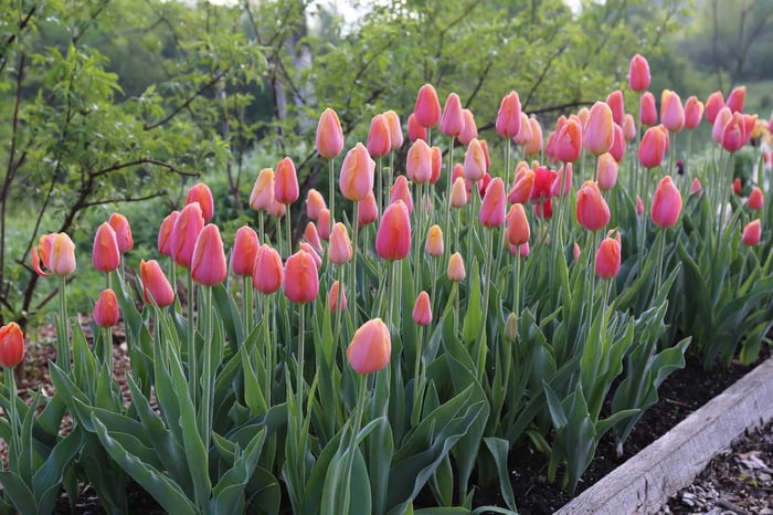 How Was Your Spring Bulb Garden - Longfield Gardens