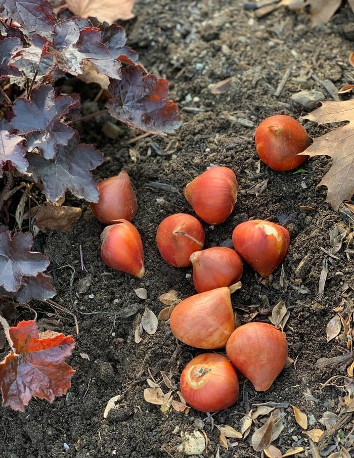 Are Tulips and Other Spring Bulbs Perennials? - Longfield Gardens