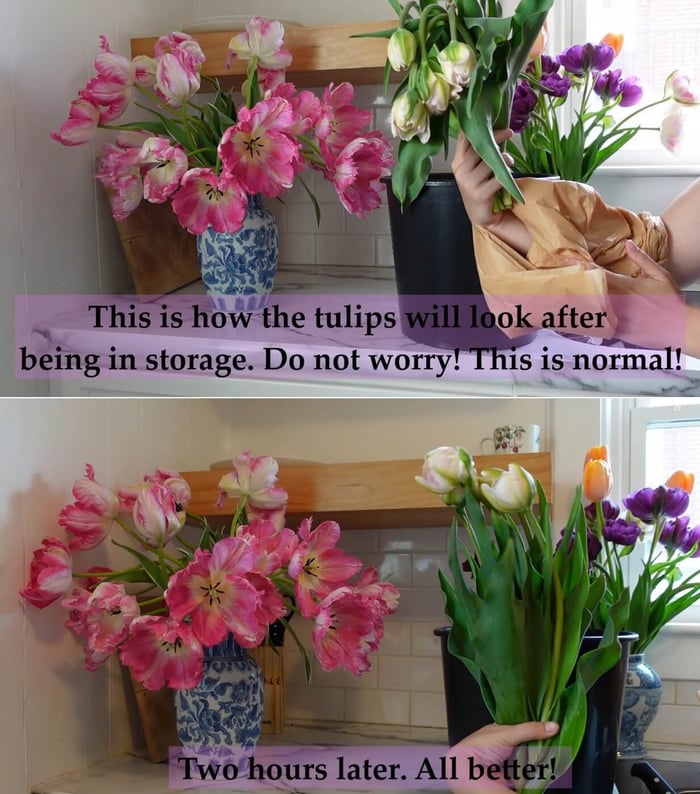 Best Techniques for Cutting Daffodils, Tulips, and Hyacinths Longfield Gardens