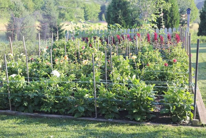 Best Options for Staking Dahlias - Longfield Gardens