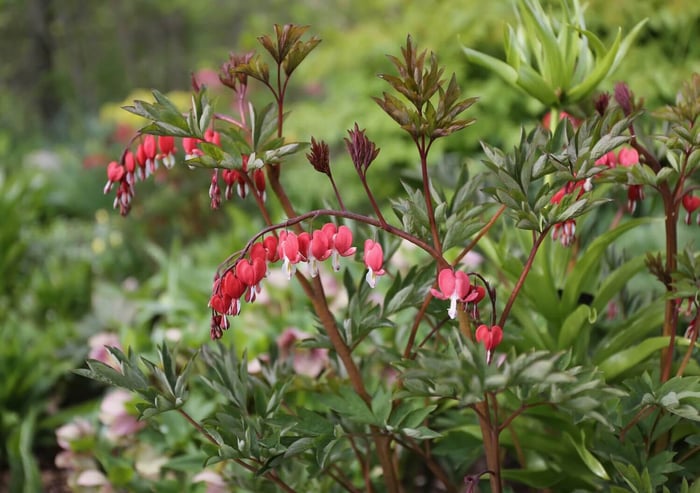 Plants for Your Flower Garden - Bleeding Heart - Longfield Gardens