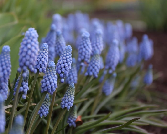 How to Use Blue Flowers in Your Garden - Longfield Gardens