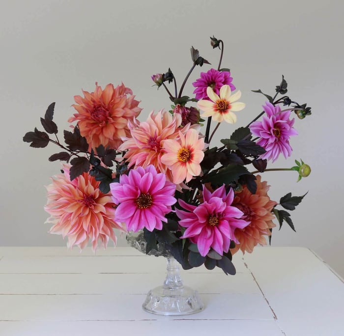 New Dahlia Collections from Flirty Fleurs - Longfield Gardens