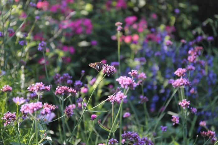 Spring Checklist for Flower Gardeners - Longfield Gardens