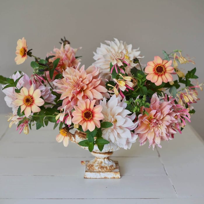 Five Star Plants for Your Garden Dahlia HS Date - Longfield Gardens