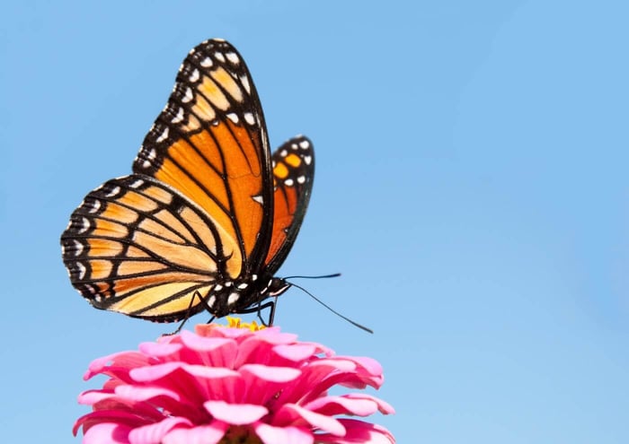 Viceroy