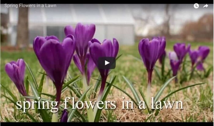 Iris_reticulata_Harmony.jpg