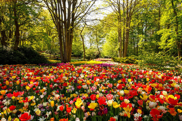 Invest in a Colorful Spring Garden - Longfield Gardens