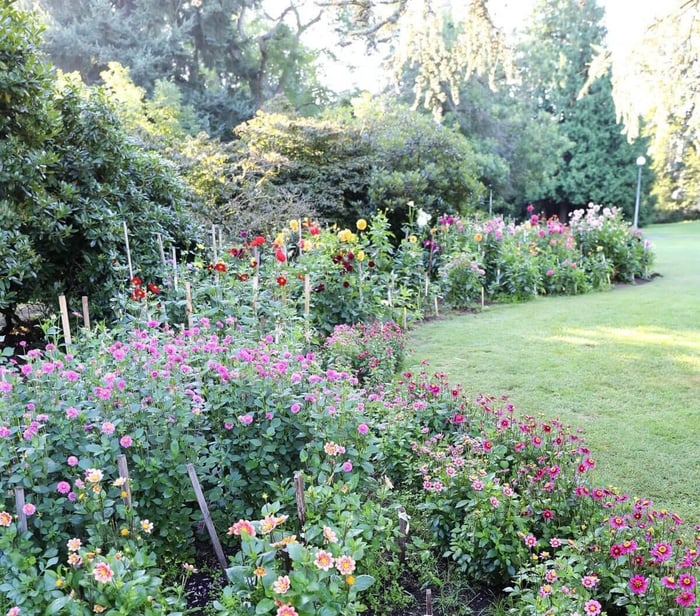 Dahlia-Display-Gardens-Longfield-Gardens