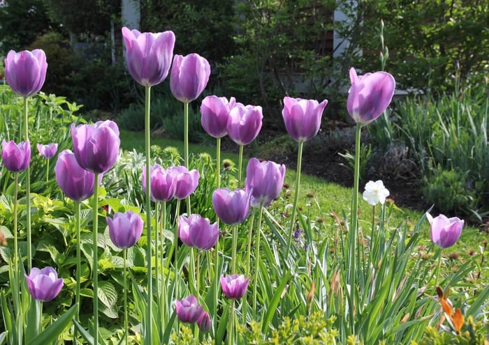shrubs-in-perennial-border.jpg