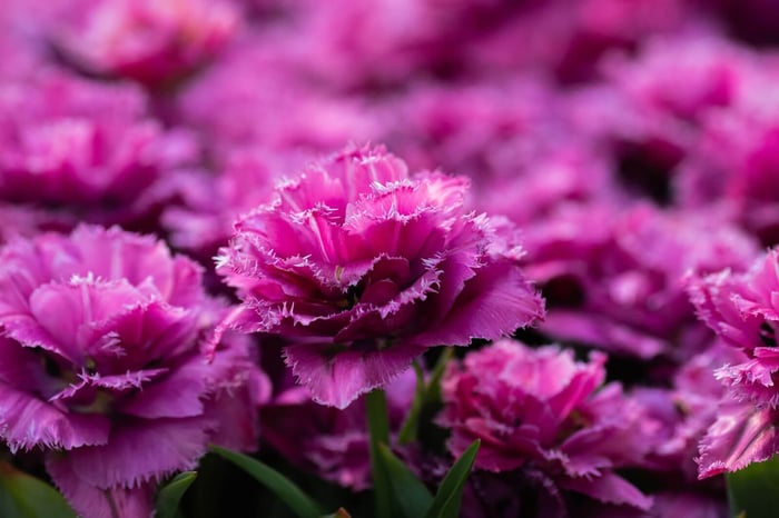 What to Plant This Fall: Inspiration from Holland - Longfield Gardens