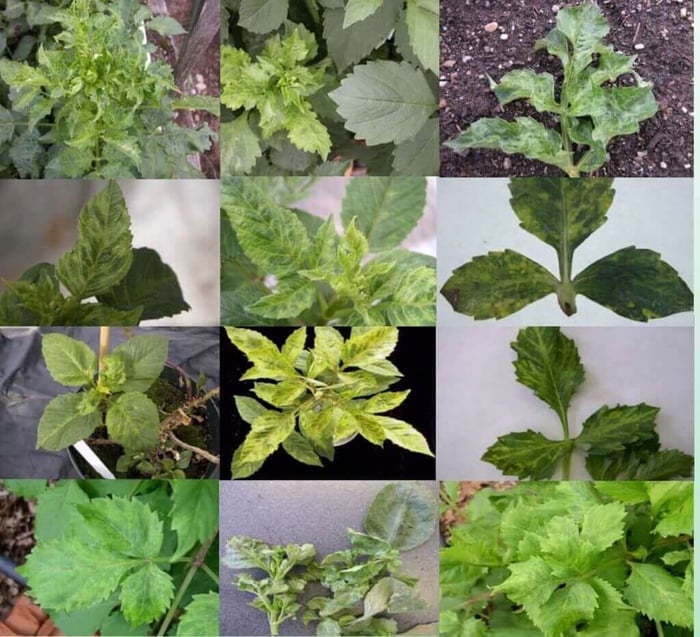 Dahlia Pests and Disease - Longfield Gardens