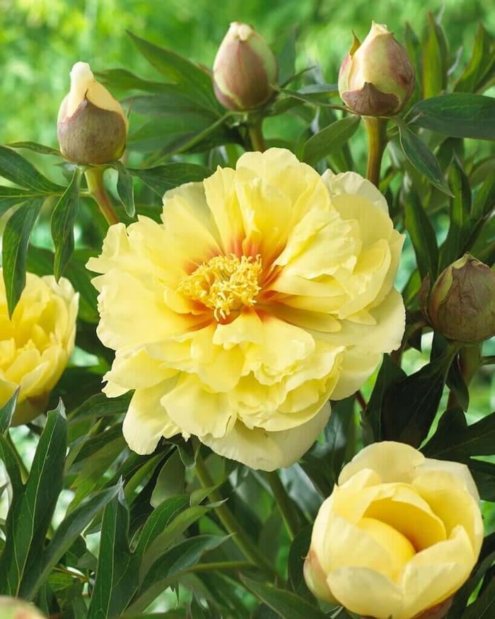 peony bartzella.jpg