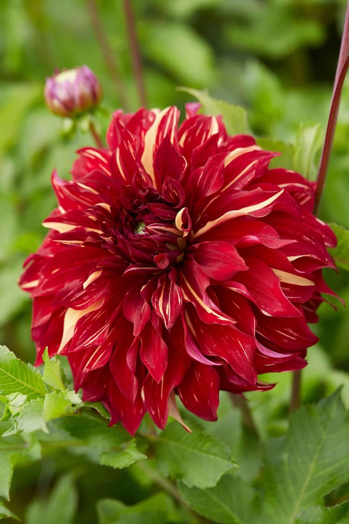 New Dahlias for 2022 - Longfield Gardens