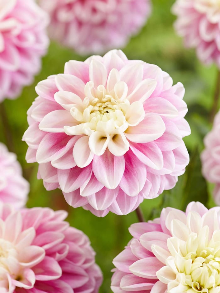New Dahlias for 2022 - Longfield Gardens