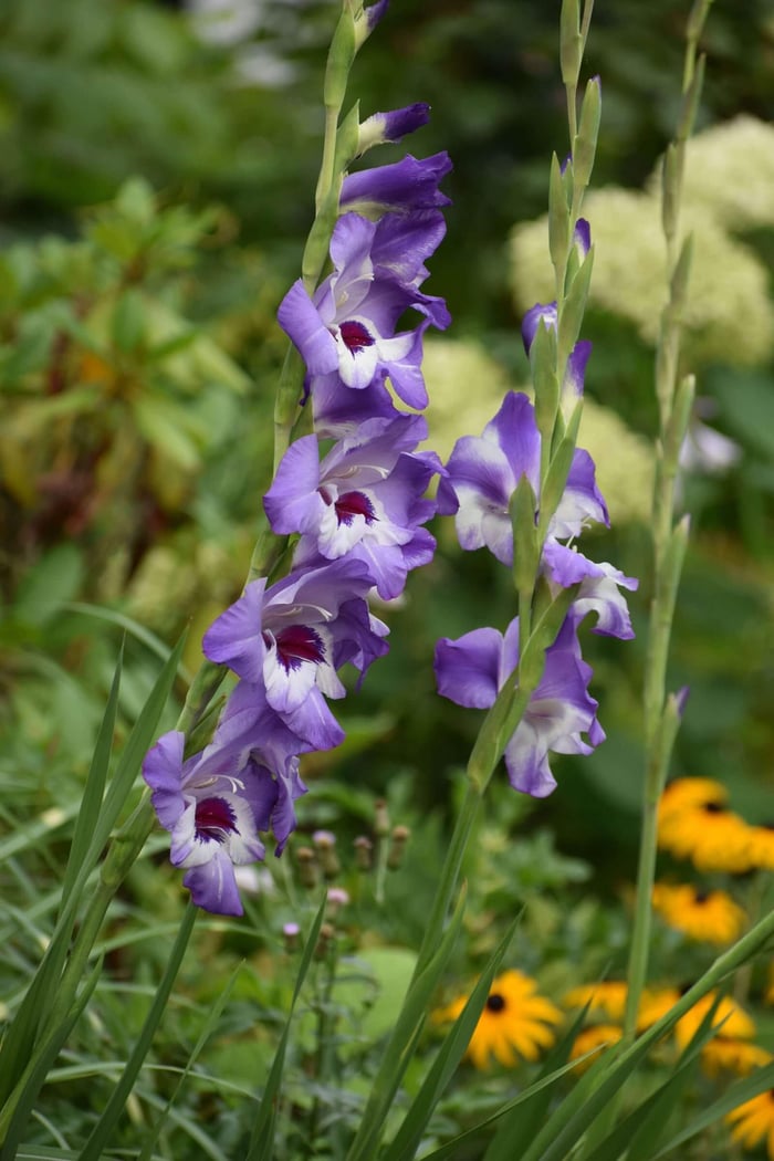 Tips for Growing and Using Gladiolus - Longfield Gardens
