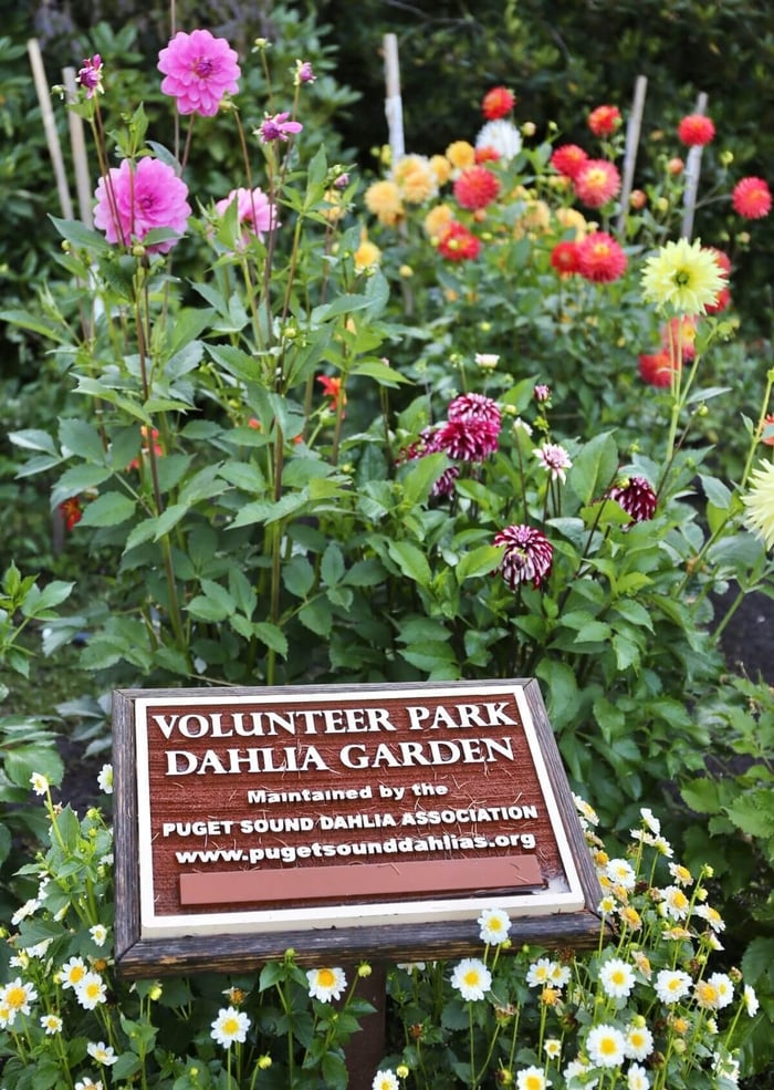 Dahlia-Display-Gardens-Longfield-Gardens