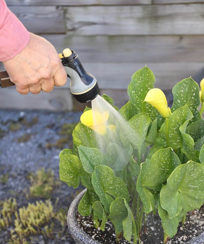 How to Help Your Flower Garden Beat the Heat - Longfield Gardens
