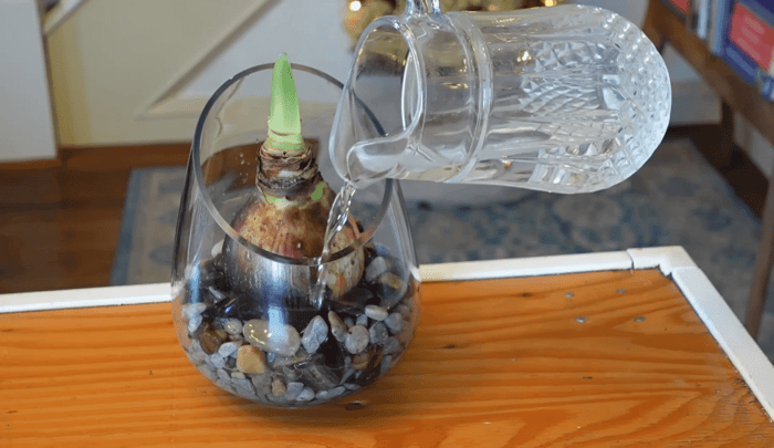 How to grow amaryllis over water