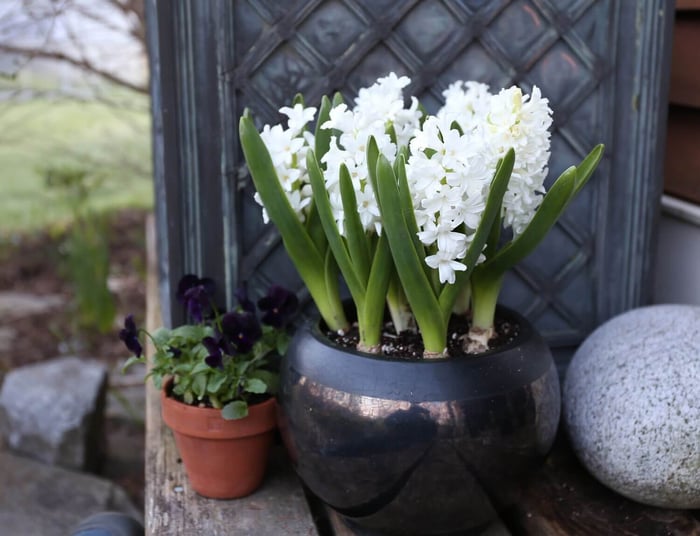 Make Room in Your Garden for Hyacinths - Longfield Gardens