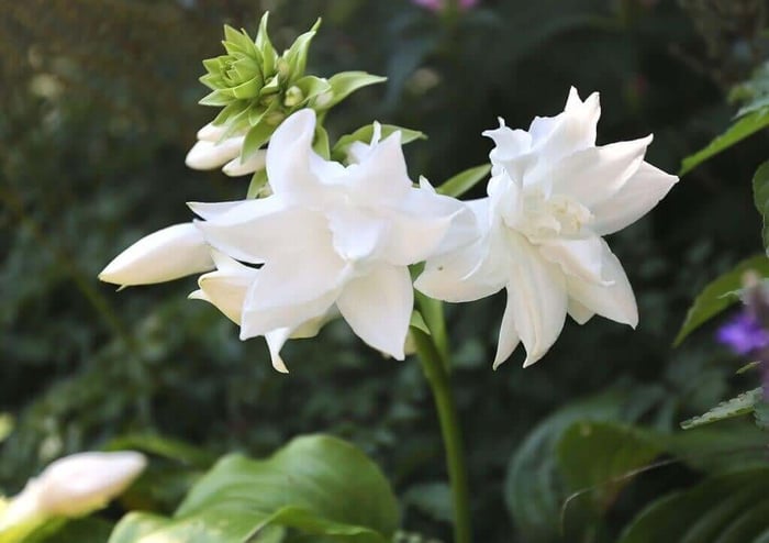 What's Your Favorite Hosta - Longfield Gardens
