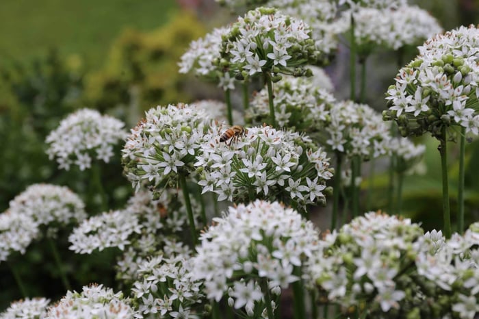 Bee-Friendly Flower Styles - Longfield Gardens