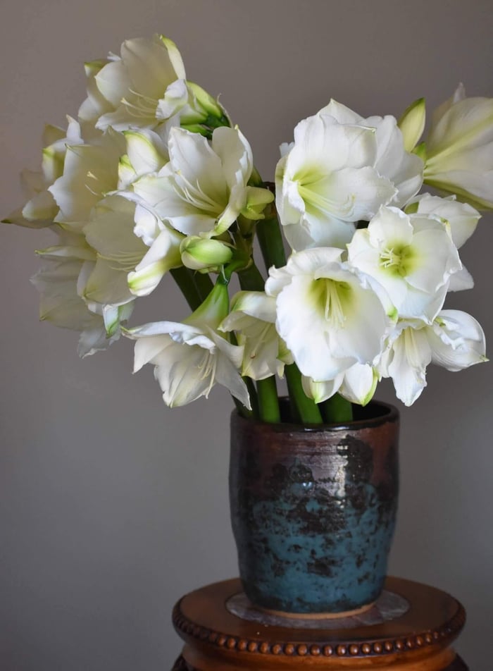 How to Use Amaryllis as Cut Flowers - Longfield Gardens