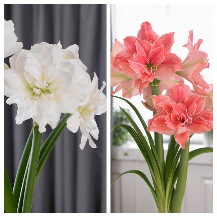 Amaryllis With a Difference - Longfield Gardens