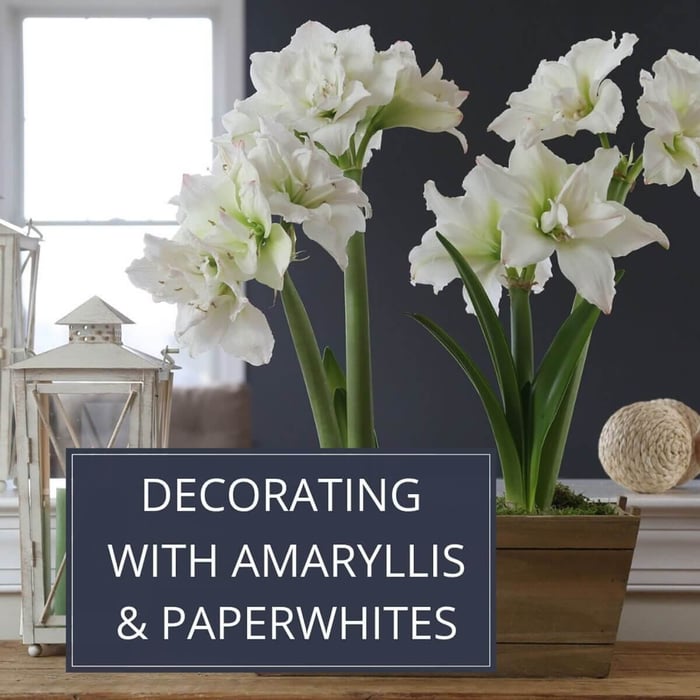 Decorating with Amaryllis and Paperwhites - Longfield Gardens