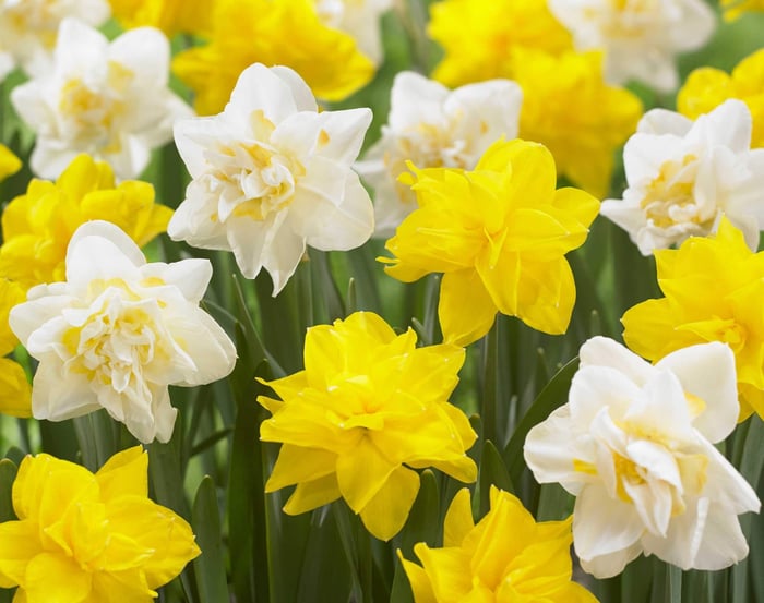 Discover the Beauty of Double Daffodils - Longfield Gardens